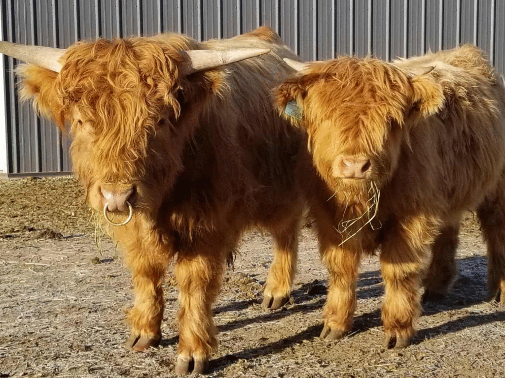 Highland Beef
