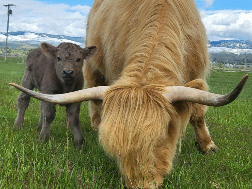 Dun Bull Calf