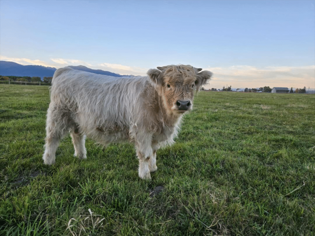 Cow Heifer Calf Pair