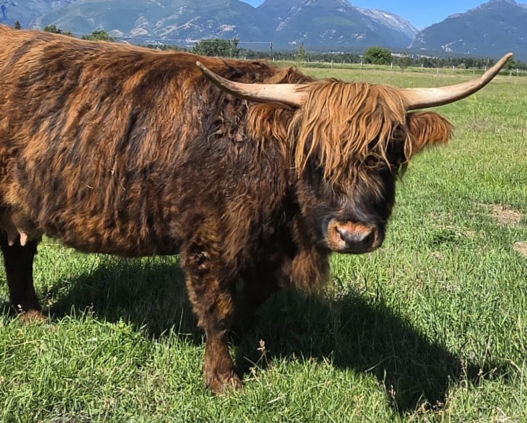 Cow Heifer Calf Pair 2025