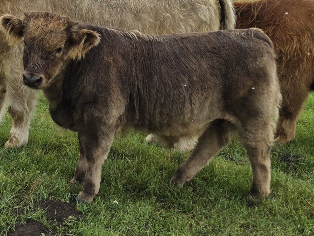 Dun Bull Calf 2025