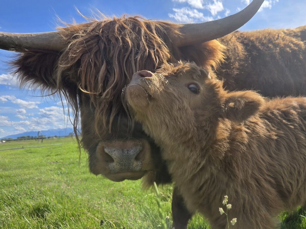 Cow Heifer Calf Pair 2025