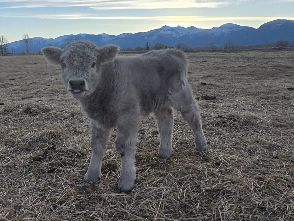 Silver Heifer Calf 2026