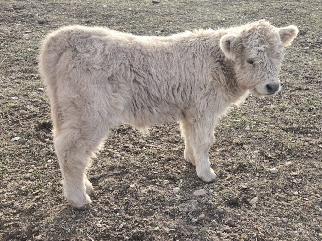 SILVER HEIFER born 1-30-26!  Ready for new pasture beginning of August. Represents thickness, depth, and structural correctness that will elevate a program. Fully body lines known for substance, maternal strength and breed character. She is already showing exceptional dimension, bone and balance. She combines eye appeal with the functional build Highlands represent. She will be halter trained and handled routinely-an ideal prospect for pasture, show and presentation!