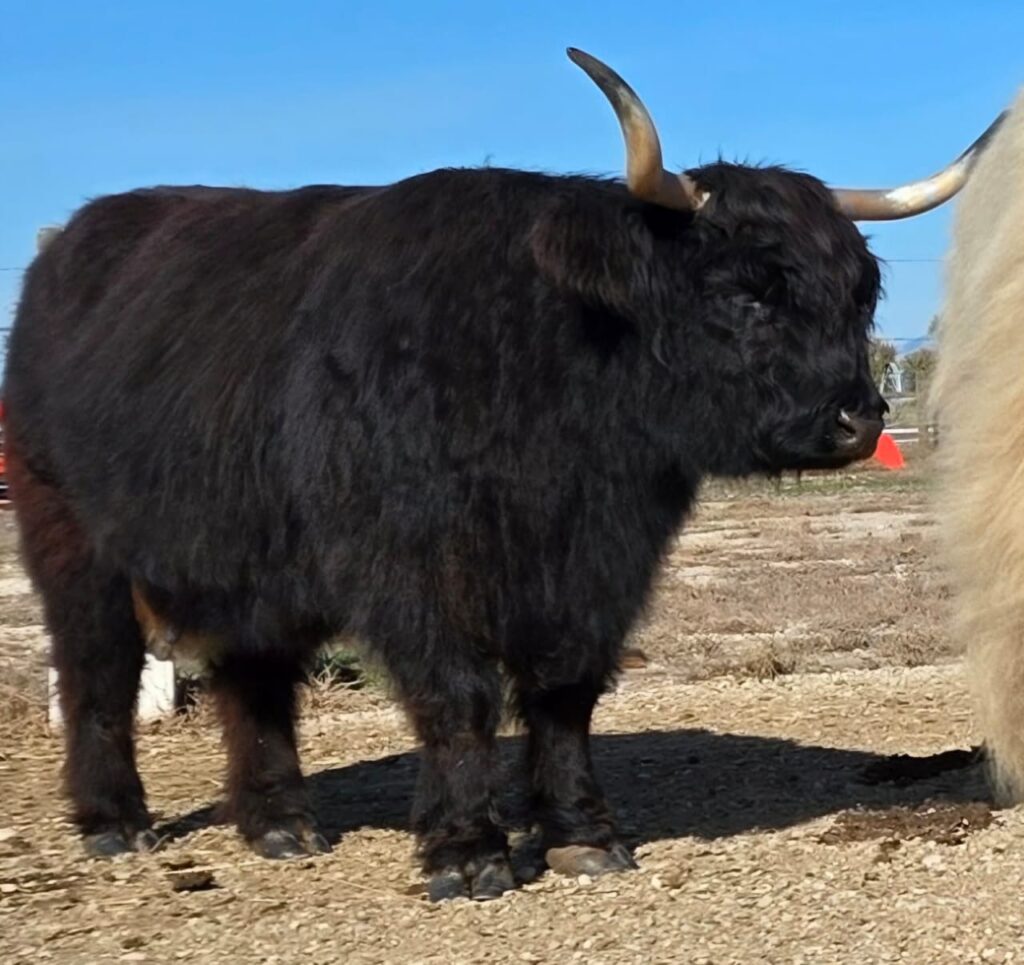 Silva’s Black Magic, AHCA Reg. #60,306, is a striking black 2018 Highland cow with a clam temperament and excellent maternal instincts. Coming from the solid genetics of Silva’s Highlands, she represents the strong structure, hardiness, and gentle disposition the program is known for. A proven great dam, she consistently throws calves with notably docile temperaments, making her offspring easy to work with and well suited for breeding programs, family farms, and quality Highland herds.